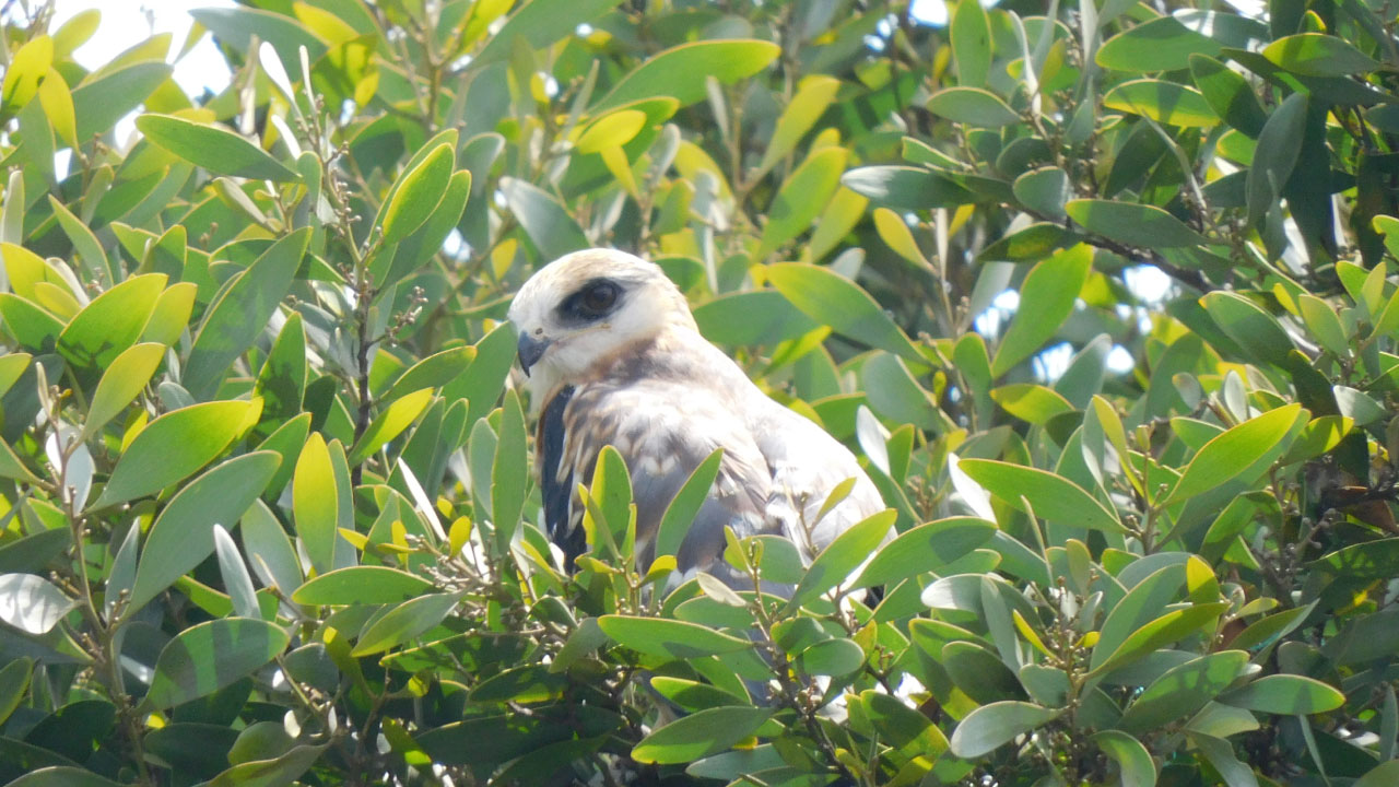 “Gaby”, el símbolo ambiental del patio taller de la Primera Línea del Metro de Bogotá