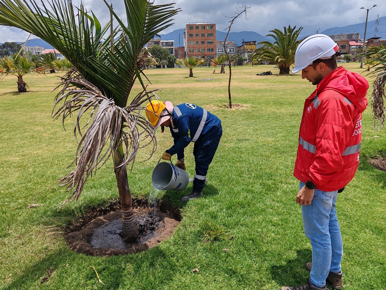 Cuidados silviculturales en la Línea 1 del Metro de Bogotá
