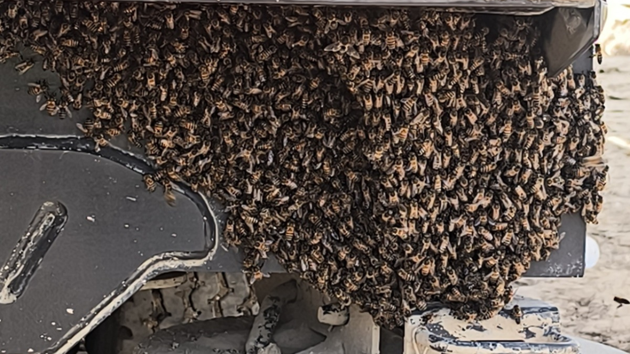 Enjambre de abejas