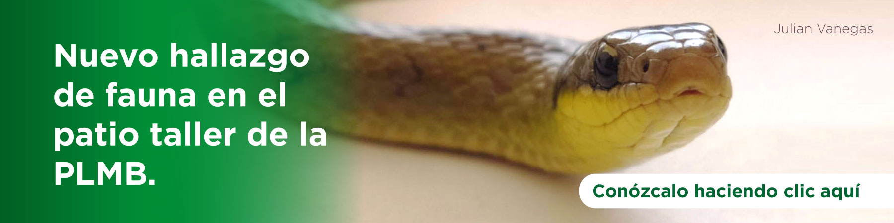 Serpiente hallada en el patio taller del metro de Bogotá