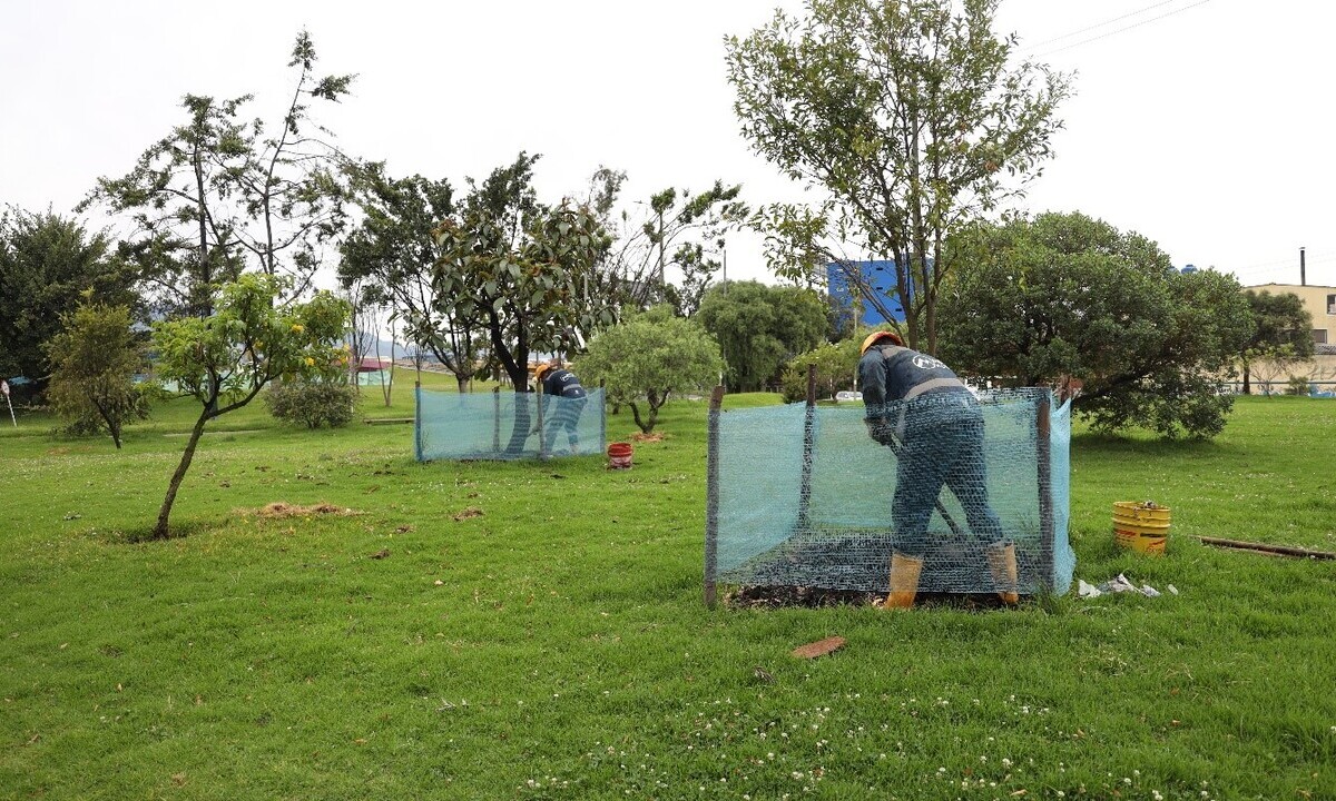Trabajador del Metro de Bogotá cuidando los árboles plantados