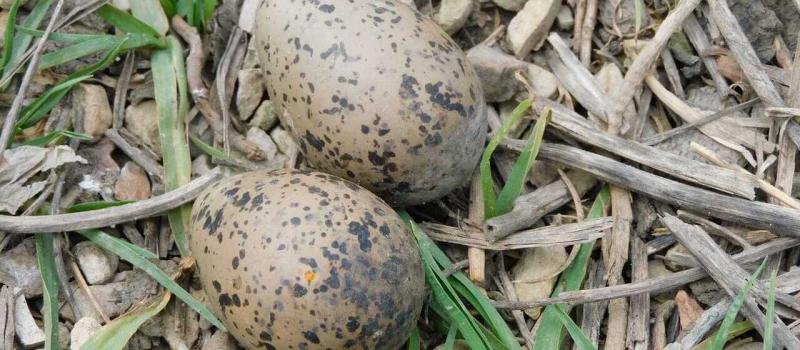 Huevos en nido de pájaros