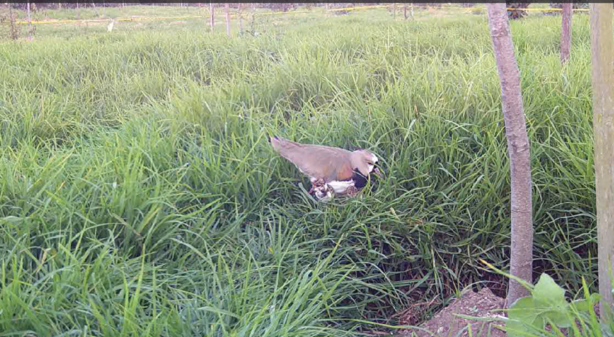 Foto de un Alcaraván
