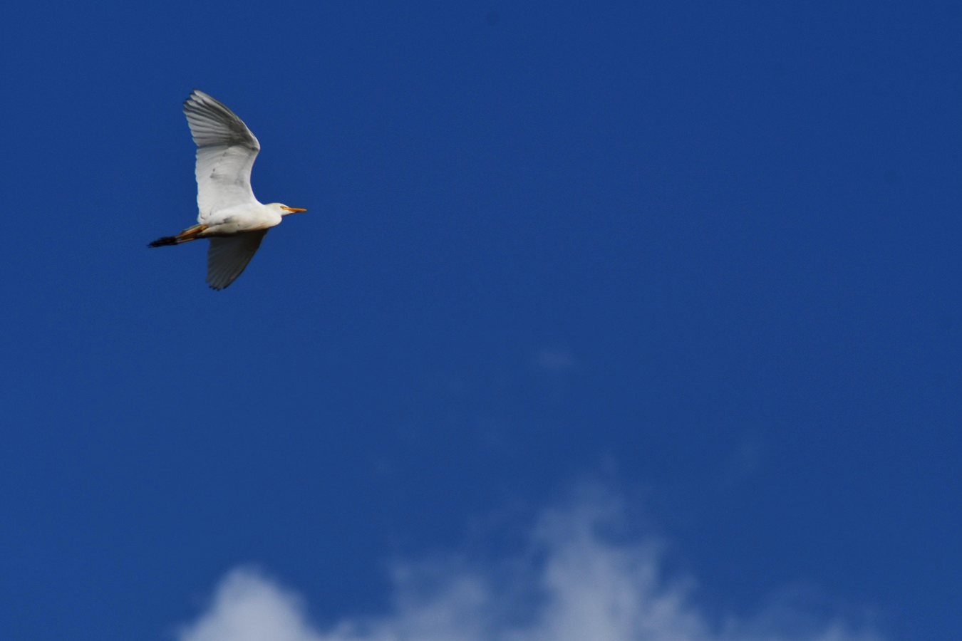 Avistamiento de aves en Bogotá