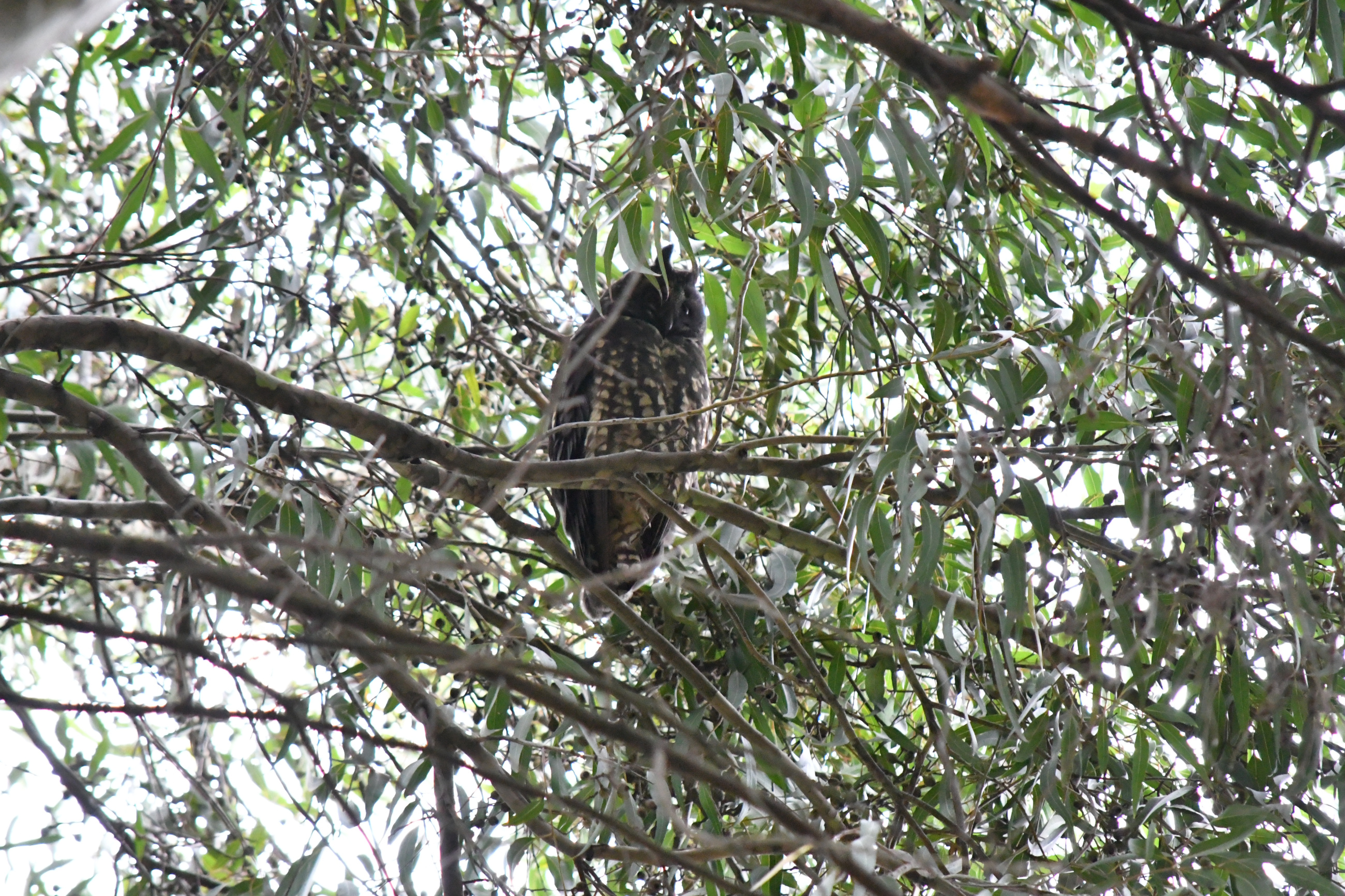 Avistamiento de aves L1MB