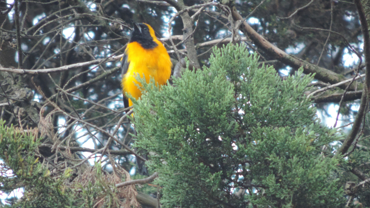 Ave Turpial Montañero